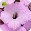 Supertunia Vista Cool Jazz 6 sztuk